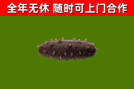 嵊泗烟酒回收干海参.jpg
